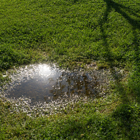 A small wet spot in an otherwise dry yard