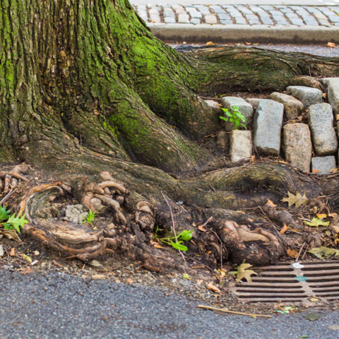 Image of tree roots entangled around a sewer grate.