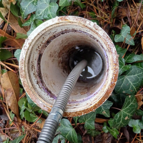 Looking down into a white PVC outdoor sewer cleanout pipe, showing a coiled metal plumber's auger cable fed down into the standing water at the bottom. The pipe is surrounded by ivy and fallen leaves.